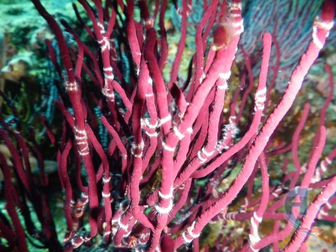 coral duro del caribe polipo largo